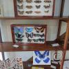 Monte Alto Mariposario 2