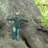 biggest-spruce---chip_17923228329_o