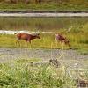 dungeness-spit-2-large_22126024038_o