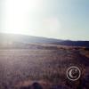 grassland