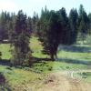 meadow2