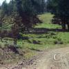 meadow3