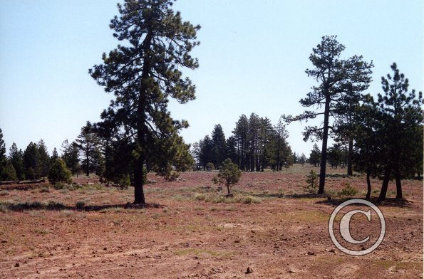 red-rock-meadow