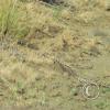 snake3