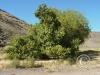 walnut trees at old homestead by inlet