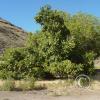 walnut trees at old homestead by inlet