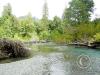 lena-creek-campground-hamma-hamma-river-2-large_22126967189_o