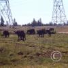 cows-at-powerline-road_17921637969_o