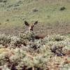 deer2_17920174600_o