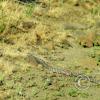 snake_17921900629_o