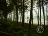 ruby beach from the woods