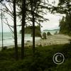 ruby beach looking north from the woods