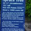 biggest spruce - about