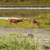 dungeness spit 2 