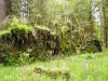 hoh rain forest - 4 fallen over trees