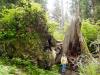 hoh rain forest - big fallen over tree