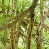 hoh rain forest 12
