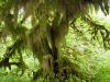 hoh rain forest 3