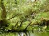 hoh rain forest 9