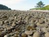 cape alava - canonball island