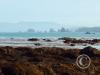 cape alava - looking north