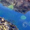 cape alava - sea anemanies2