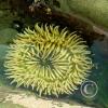 cape alava -sea anemanies4