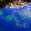 cape alava -sea anemanies