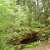 cape alava trail 5