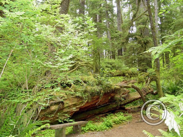 cape alava trail 5