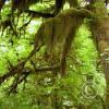 moss hanging from trees 4