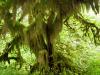 moss hanging from trees