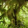moss hanging from trees