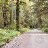 rain forest