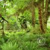 moss-hanging-from-trees-2_18110877901_o
