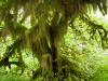 moss-hanging-from-trees_18110900101_o