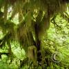 moss-hanging-from-trees_18110900101_o