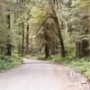 rain-forest-3_17489397613_o