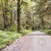 rain-forest_17923774999_o