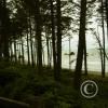 ruby-beach-from-the-woods_18110359631_o