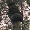 tree-with-tumors_17894484082_o
